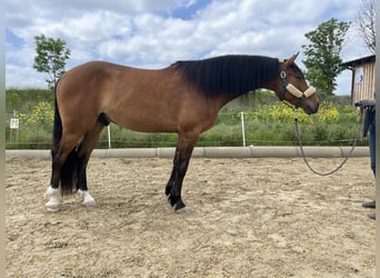 Kisber Felver, Caballo castrado, 5 años, 165 cm, Castaño