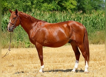 Kisber Felver, Caballo castrado, 5 años, 167 cm, Alazán-tostado