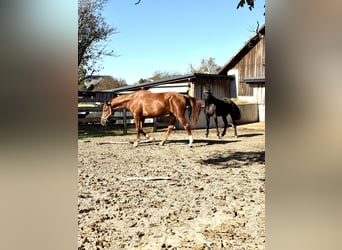 Kisber Felver, Caballo castrado, 5 años, 172 cm, Alazán