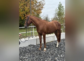 Kisber Felver, Caballo castrado, 5 años, 172 cm, Alazán