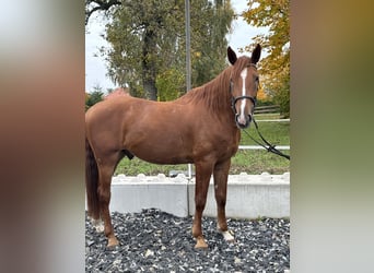 Kisber Felver, Caballo castrado, 5 años, 172 cm, Alazán
