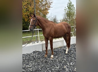 Kisber Felver, Caballo castrado, 5 años, 172 cm, Alazán