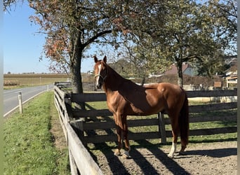 Kisber Felver, Caballo castrado, 5 años, 172 cm, Alazán