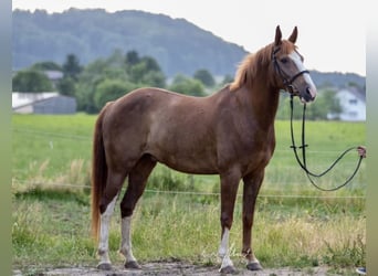 Kisber Felver, Caballo castrado, 7 años, 160 cm, Alazán