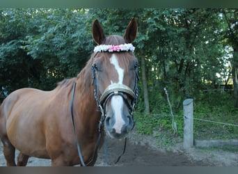 Kisber Felver, Caballo castrado, 8 años, 178 cm, Alazán-tostado