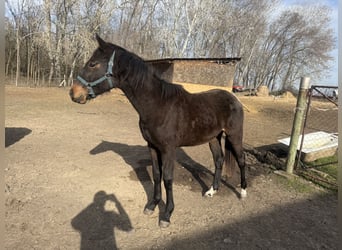 Kisber Felver, Semental, 2 años, 165 cm, Castaño oscuro