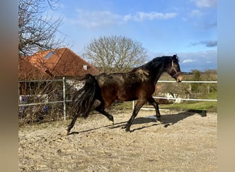 Kisber Felver, Yegua, 4 años, 170 cm, Castaño