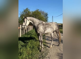 Kisber Felver, Yegua, 4 años, 171 cm, Tordo rodado
