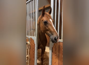 Kisber, Gelding, 10 years, 16 hh, Chestnut-Red