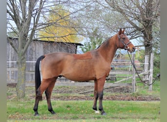 Kisber, Gelding, 11 years, 15.2 hh, Brown