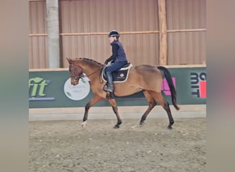 Kisber, Gelding, 11 years, 15.2 hh, Brown