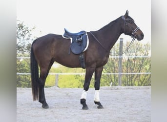 Kisber, Gelding, 12 years, 16.1 hh, Brown