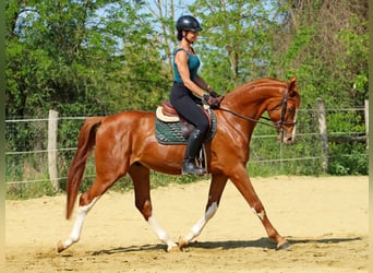 Kisber, Gelding, 4 years, 16.2 hh, Chestnut
