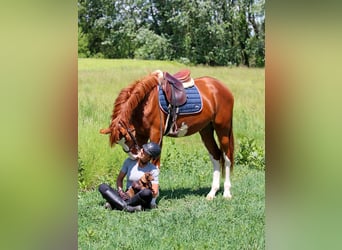 Kisber, Gelding, 4 years, 16.2 hh, Chestnut
