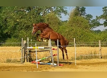 Kisber, Gelding, 4 years, 16.2 hh, Chestnut