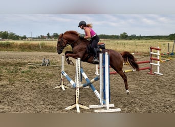 Kisber, Gelding, 5 years, 15.3 hh, Chestnut