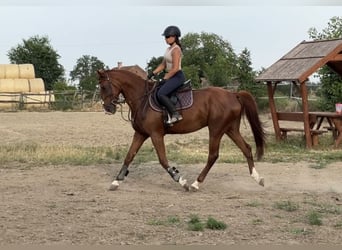 Kisber, Gelding, 5 years, 15.3 hh, Chestnut