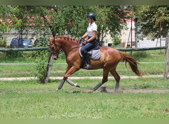 Kisber, Gelding, 5 years, 16 hh, Chestnut