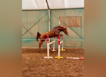 Kisber, Gelding, 5 years, 16 hh, Chestnut
