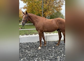 Kisber, Gelding, 5 years, 16,3 hh, Chestnut-Red