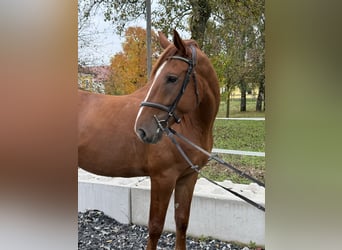 Kisber, Gelding, 5 years, 16,3 hh, Chestnut-Red