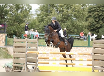 Kisber, Gelding, 8 years, 16.1 hh, Brown