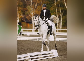 Kisber, Gelding, 8 years, 16,1 hh, Gray-Fleabitten