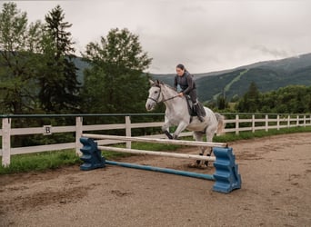 Kisber, Gelding, 8 years, 16,1 hh, Gray-Fleabitten