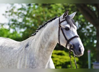 Kisber, Gelding, 8 years, 16,1 hh, Gray-Fleabitten