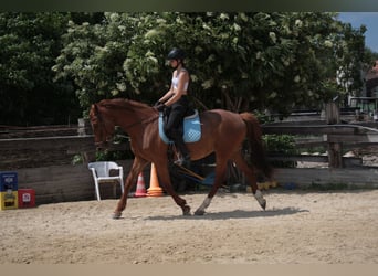 Kisber, Gelding, 9 years, 16.1 hh, Chestnut-Red