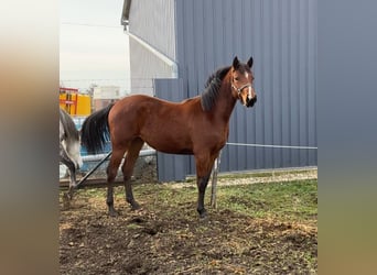 Kisber Mix, Giumenta, 2 Anni, 150 cm, Baio ciliegia