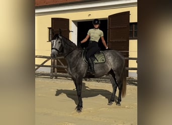 Kisber, Giumenta, 3 Anni, 178 cm, Grigio