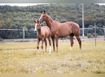 Kisber, Giumenta, 6 Anni, 160 cm, Sauro ciliegia