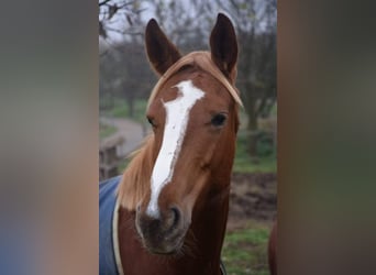 Kisber, Giumenta, 6 Anni, 160 cm, Sauro ciliegia