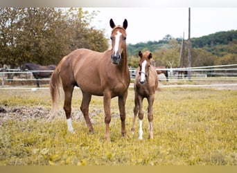 Kisber, Giumenta, 6 Anni, 160 cm, Sauro ciliegia