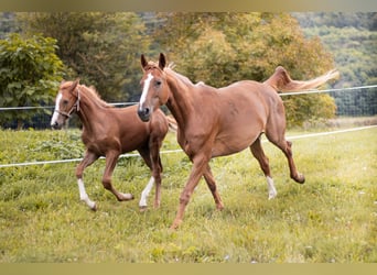 Kisber, Giumenta, 6 Anni, 160 cm, Sauro ciliegia