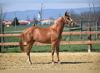 Kisber, Giumenta, 6 Anni, 160 cm, Sauro ciliegia