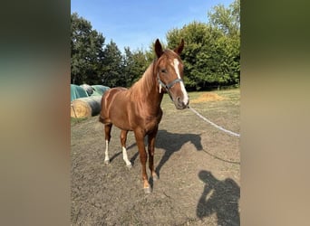 Kisber, Hingst, 1 år, 155 cm, fux