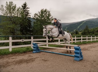 Kisberer, Hengst, 7 Jahre, 167 cm, Fliegenschimmel