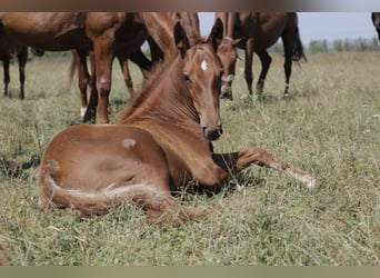 Kisber, Hingst, Föl (03/2024), Fux