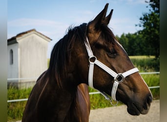 Kisber, Mare, 4 years, 16,2 hh, Brown