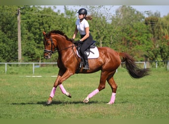 Kisber, Mare, 5 years, 16.2 hh, Chestnut