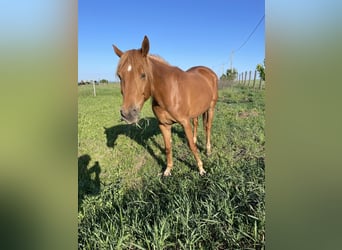 Kisber Mix, Mare, 6 years, 14.1 hh, Chestnut-Red