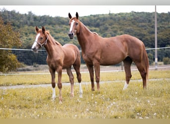 Kisber, Mare, 6 years, 15,2 hh, Sorrel