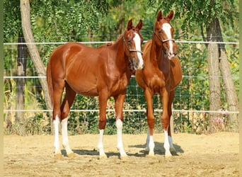 Kisber, Stallion, 1 year, 13.2 hh, Chestnut