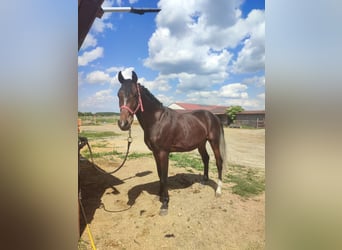 Kisber, Stallion, 3 years, 15,3 hh, Brown-Light