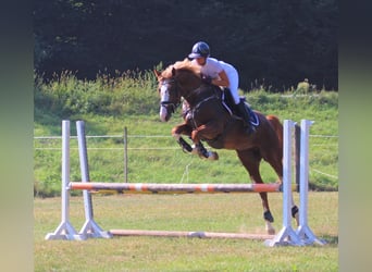 Kisber, Stallion, 7 years, 16.1 hh, Chestnut