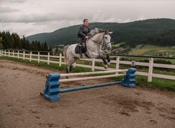 Kisber, Stallion, 7 years, 16,1 hh, Gray-Fleabitten