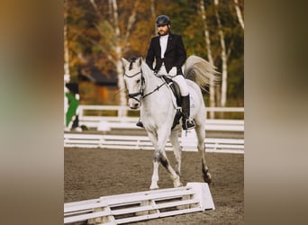 Kisber, Stallone, 7 Anni, 167 cm, Grigio trotinato