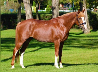 Kisber, Stallone, 7 Anni, 167 cm, Sauro scuro